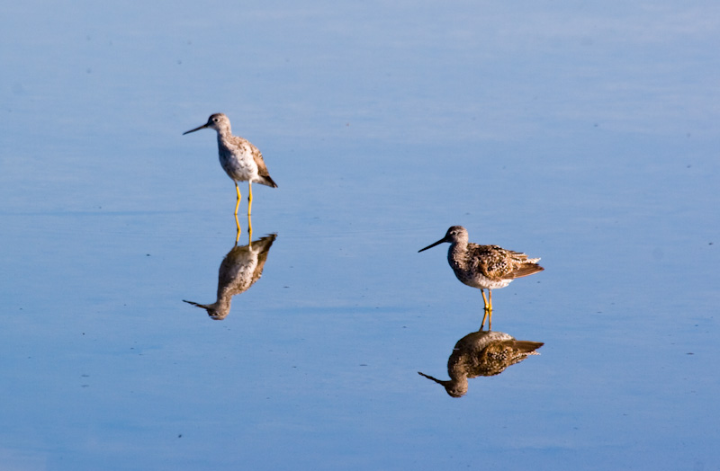 Greater Yellowlegs Reflecting In Shallow Pool